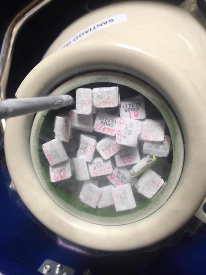 embriones gyr congelados producidos en FIV